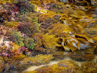 different kinds of seaweed from the Cantabrian Sea (Galicia - Spain) at low tide © juancajuarez