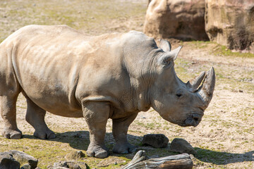 Obraz premium white rhino also square-lipped rhinocero (in german Breitmaulnashorn also Breitlippennashorn) Ceratotherium simum