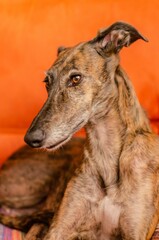 Fototapeta premium Spanish Greyhound -Galgo- portrait