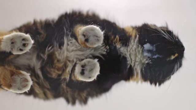A beautiful purebred tricolor and fluffy cat sitting on a glass table licks the remnants of milk with his tongue, close-up view from below in slow motion.