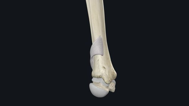 Tibia And Fibula Images – Browse 14,470 Stock Photos, Vectors, and ...