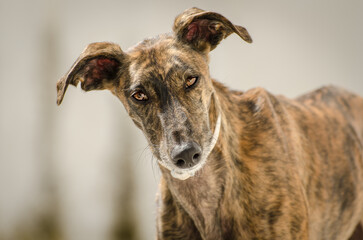 A portrait of a Spanish Greyhound - Galgo - 