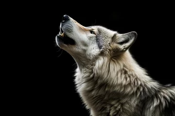 Fensteraufkleber gray wild wolf profile portrait heading up howling at night isolated on black background with copyspace area   Generative AI © Kay