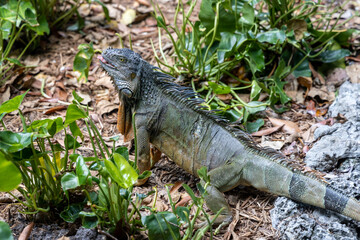Green exotic iguana among green foliage, wild reptilian, tropical animal, wildlife.