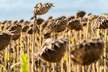 Close up view of dry and ripe ready to harvest sunflowers on a farmer's field.