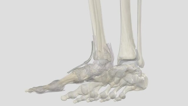 The Extensor hallucis longus (EHL) is a thin muscle, situated between the Tibialis anterior