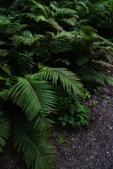 Fototapeta na wymiar Ferns on a Canadian Footpath Trail.