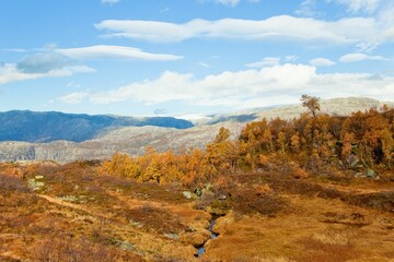 closeup of a verdant grassy landscape featuring a flowing stream under the blue sky