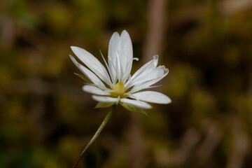 Closeup of a vibrant chickweed in a lush green with a blurry background