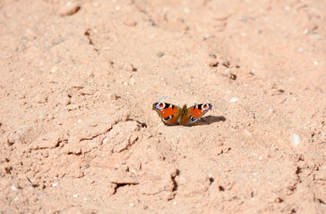 Fototapeta na wymiar Peacock butterfly on the sand