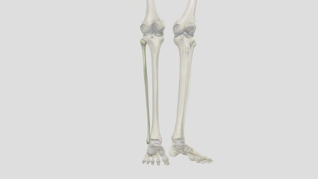 The fibula is a slender, cylindrical leg bone that is located on the posterior portion of the limb