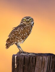 a little owl on a post looking back at the camera