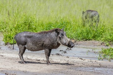 Common warthog beside a tranquil body of water surrounded by lush greenery