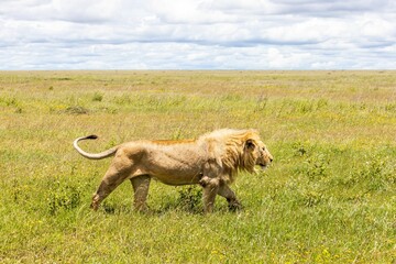 Obraz premium Majestic lion walking through tall grass on a sunny day