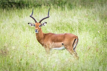 a gazelle with a large antelope's horns stands in tall green