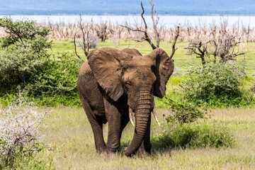 Majestic African elephant peacefully grazing on lush vegetation in a remote wilderness setting