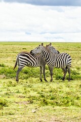 Fototapeta na wymiar Zebra grazing in a lush grassland habitat