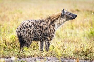 Hyena in a lush, golden savanna surrounded by tall grasses in Africa