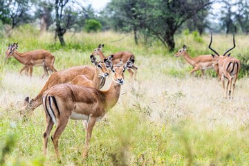 Herd of antelopes in tall grass in a natural outdoor setting, enjoying the warmth of the sun