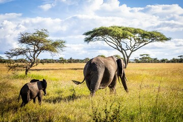 African elephant with its calf walking across a grassy savanna landscape