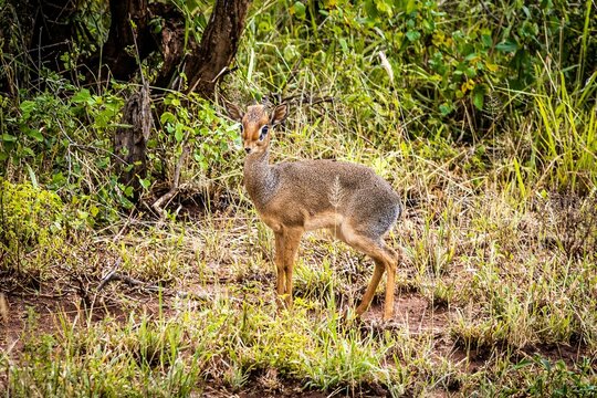 Gunther's dik-dik antelope in a tranquil forest, its majestic presence filling the air with grandeur