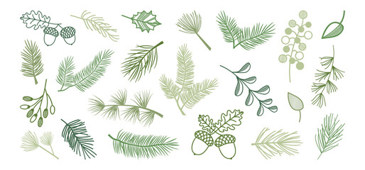 Winter pine and fir, Christmas leaf spruce and branch tree, holly berry, evergreen plant, cedar twig vector icon, Xmas wood, holiday decoration. New Year hand drawn illustration