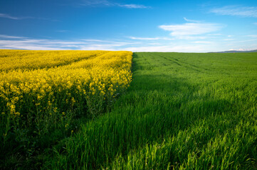 Vibrant Spring Fields: Blooming Rapeseed and Fresh Wheat under Azure Skies