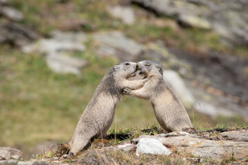 two adorable little alpine marmots playing peacefully together