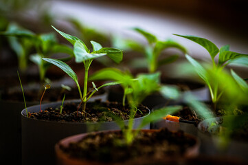 Emerging Hope: Green Shoots and Baby Tomatoes Ready for Your Garden