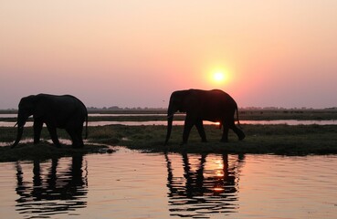 Fototapeta na wymiar elephants in the sunset at the watering hole, near a lake