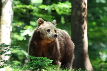 Adorable brown bear stands in the sun-dappled forest