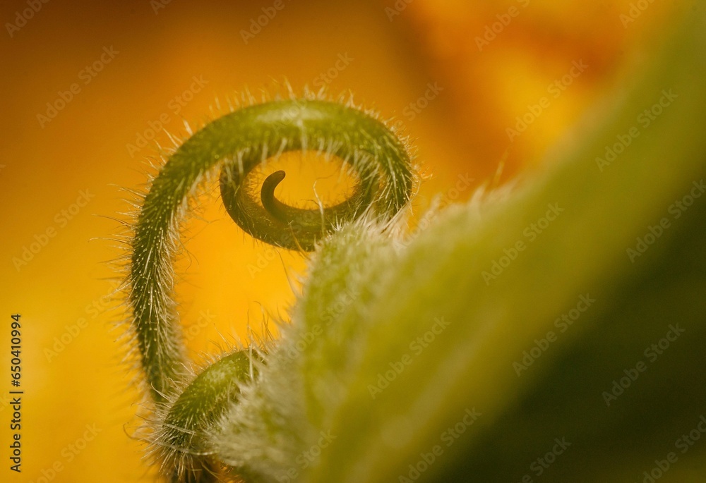 Wall mural the spiral stem of a plant on top of yellow petals