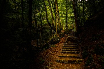 an old forest trail lined with some very pretty steps and trees