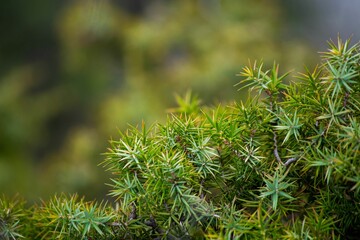 Tranquil landscape featuring a collection of lush, vibrant green trees and branches
