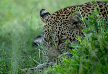 Beautiful leopard resting in a grassy savanna field.