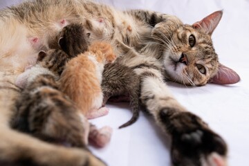 a baby cat sleeps on its back with her mother and two kittens © Esteban Rivera/Wirestock Creators