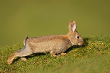 Brown bunny running through a lush green field