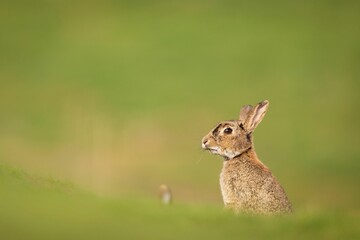 Brown bunny in a lush green field