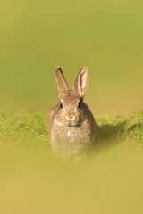 Brown bunny running through a lush green field