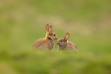 Two rabbits sitting side by side in a lush green meadow