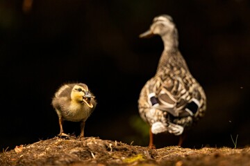 Mallard chick with its mother perched on the sandy beach at the edge of a tranquil lake