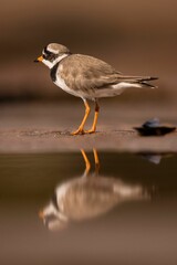 Brown ringed plover (Charadrius hiaticula) walking along the shoreline of a pond