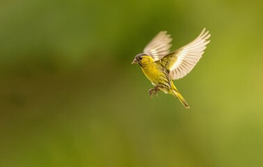Small yellow  Eurasian siskin (Spinus spinus) perched atop a thin branch in a lush green landscape