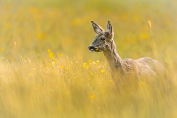 Elegant roe deer (Capreolus capreolus) standing in a natural outdoor environment