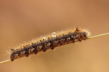 Macro of a Drinker Moth Caterpillar perched on a twig in a natural outdoor setting