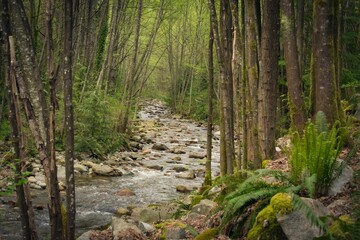 Beautiful lush bright green forest in North Vancouver, BC, Canada
