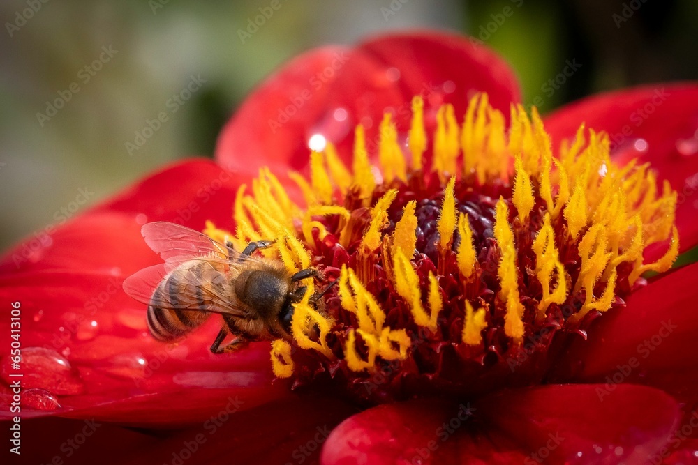 Sticker close-up of a honey bee atop a vibrant, red flower, surrounded by rain droplets