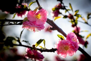 Beautiful view of a branch with bright pink flowers blooming against the backdrop of a grey sky