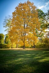 Fototapeta premium Tranquil scene of an open grassy field with trees in the background