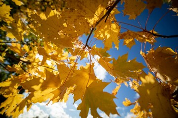 Vibrant display of autumn foliage on a tree branch silhouetted against a crisp blue sky